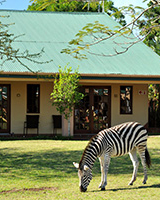 zulu nyala heritage
